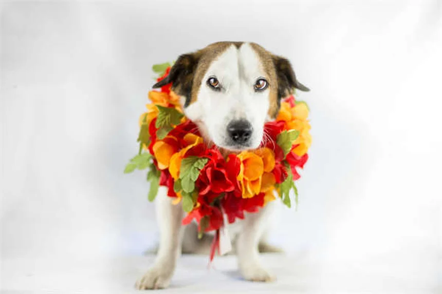 How to Spot & Remove Ticks on Cats: A Complete Guide