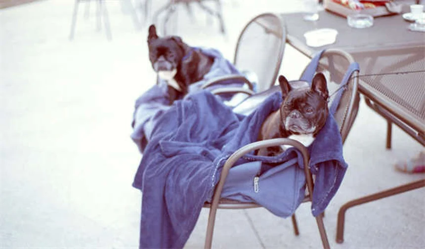 5 Signs Your Dog Has Grass Allergies & How to Treat Them Fast