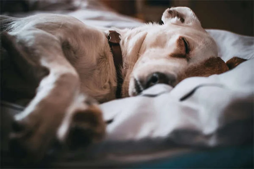 Sleeping With Your Dog: 5 Surprising Benefits Backed by Science